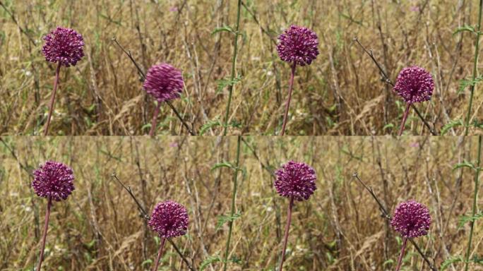 这个花名叫Kiyi Sarimsagi (沿海大蒜)。它生长在土耳其的艾登市。
艾登/土耳其11/0