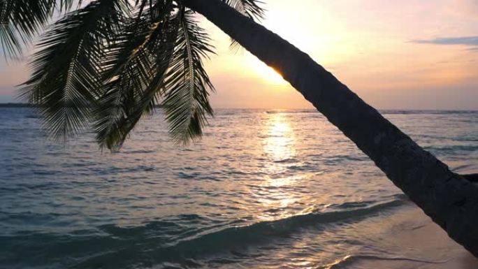 慢动作: 日落热带海滩椰树叶状