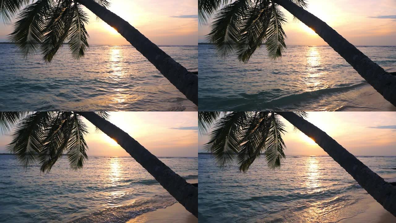 慢动作: 日落热带海滩椰树叶状