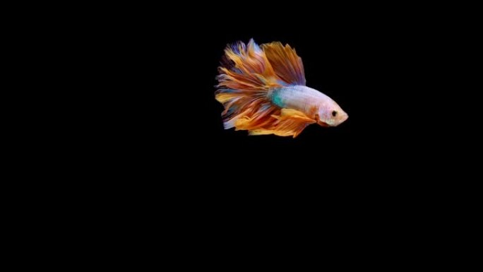 暹罗斗鱼 (Betta splendens) 的超慢动作，众所周知的名字是Plakat Thai