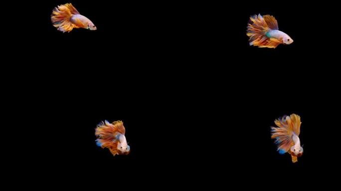 暹罗斗鱼 (Betta splendens) 的超慢动作，众所周知的名字是Plakat Thai