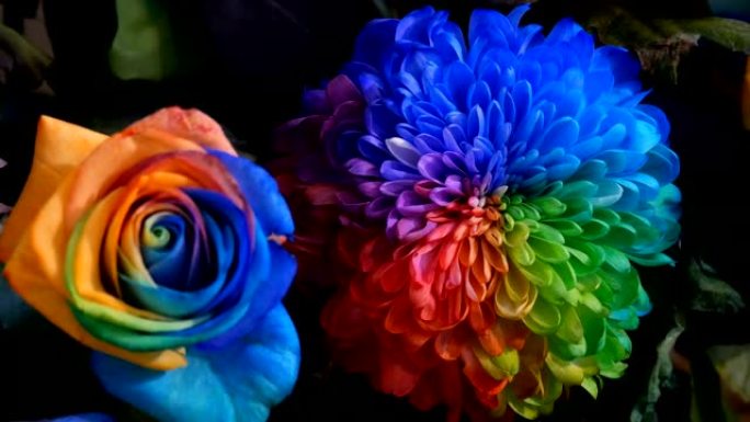 美丽的多色彩虹花
