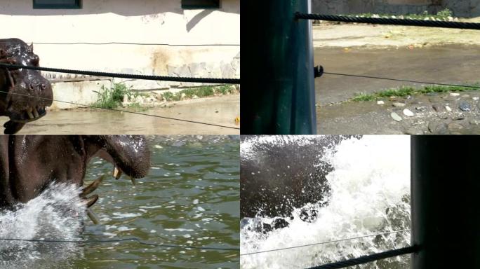 一只有趣的河马在夏天以慢动作在池塘里游泳和潜水