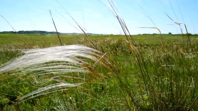 草地上有羽毛草在风中移动-针茅 (Stipa pennata)，俗称欧洲羽毛草或孤儿毛