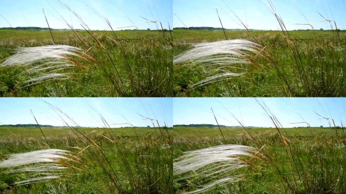 草地上有羽毛草在风中移动-针茅 (Stipa pennata)，俗称欧洲羽毛草或孤儿毛