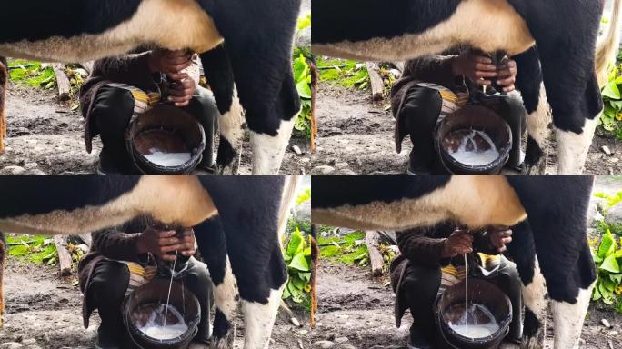 用奶妈的手挤奶，然后用木桶收集牛奶