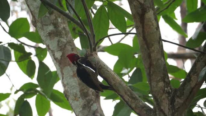 热带啄木鸟在热带雨林中的自然栖息地