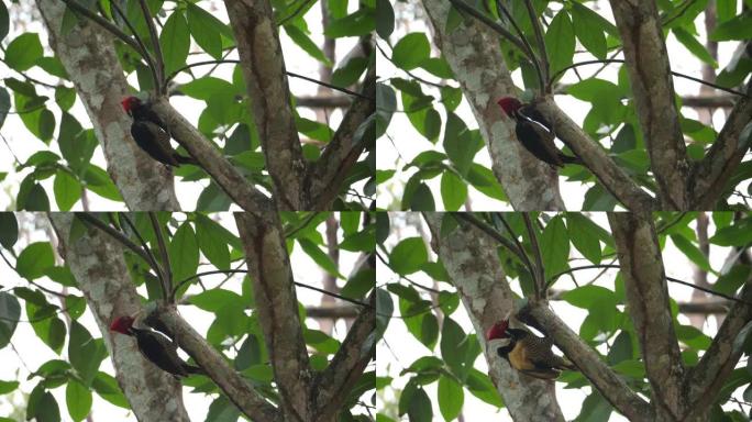 热带啄木鸟在热带雨林中的自然栖息地