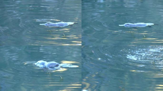 野生鸭嘴兽潜水前在水面游动