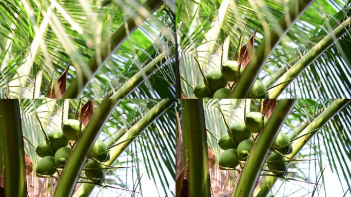 树上的绿色椰子果实