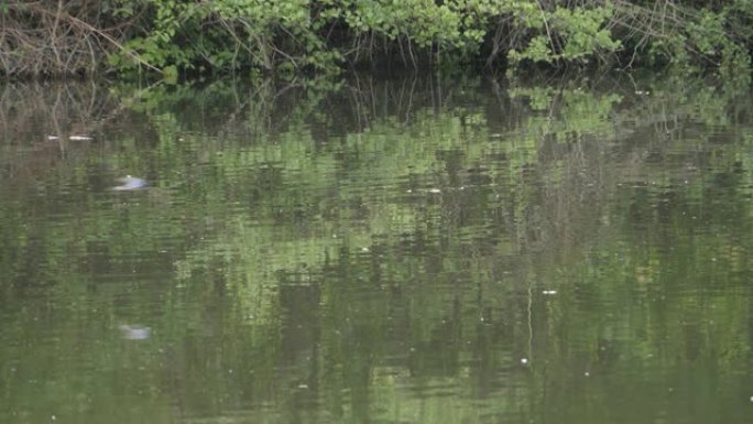 燕子群在河上快速飞行