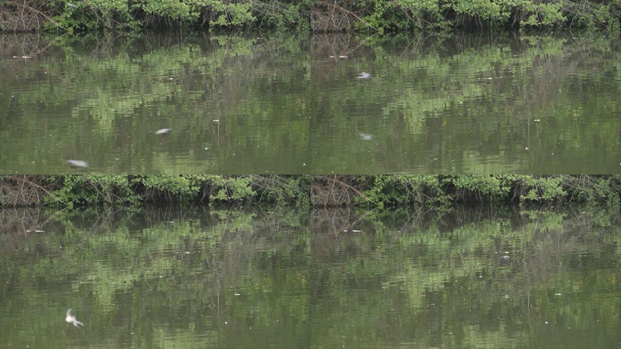 燕子群在河上快速飞行