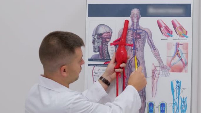 外科静脉血管外科诊所的静脉医生在海报上展示了人类血管系统