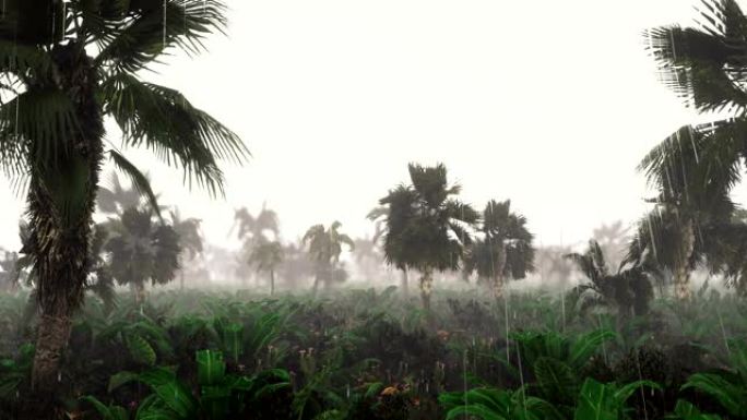 热带降雨期间绿色丛林的全景。绿色丛林树木和棕榈树，雾和热带雨。旅行的概念。美丽的循环3D动画。