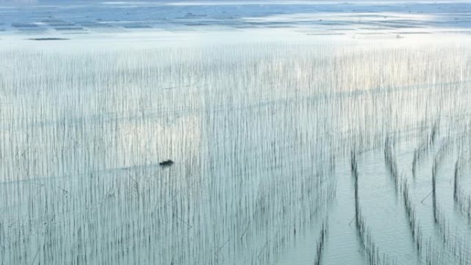 渔民穿越霞浦沿海潮间带