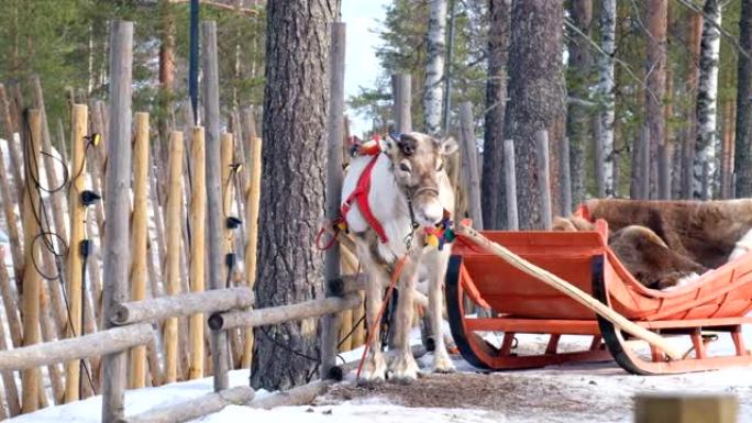 4k慢动作: 近距离拍摄驯鹿脸正在呼吸。驯鹿雪橇骑在雪地里。芬兰罗瓦涅米