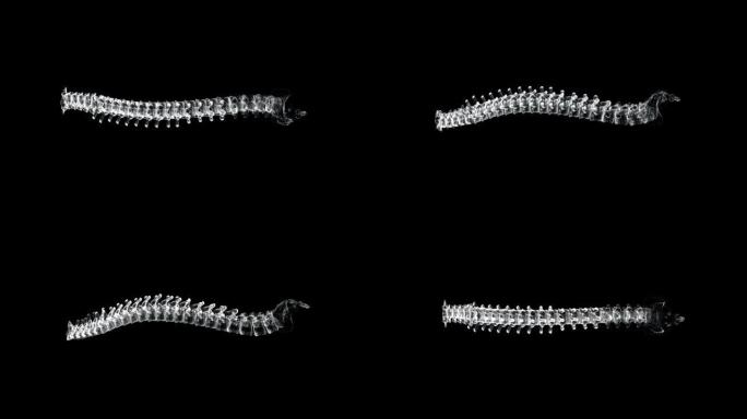 人体内脊柱，骶骨和coxis的全息屏幕3d