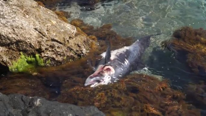 海洋海岸上死去的小海豚