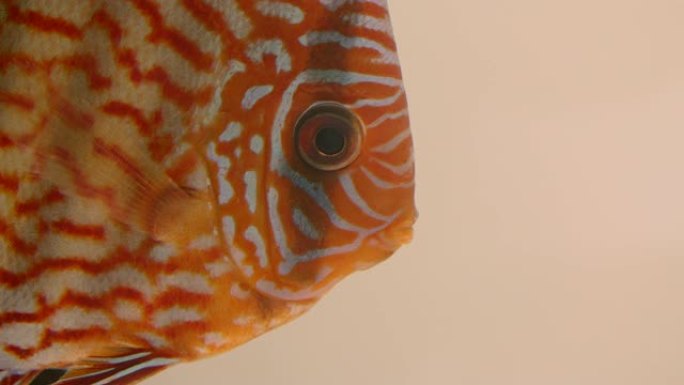 平橙色条纹鱼在水族馆和平游泳的特写镜头，张开嘴。
