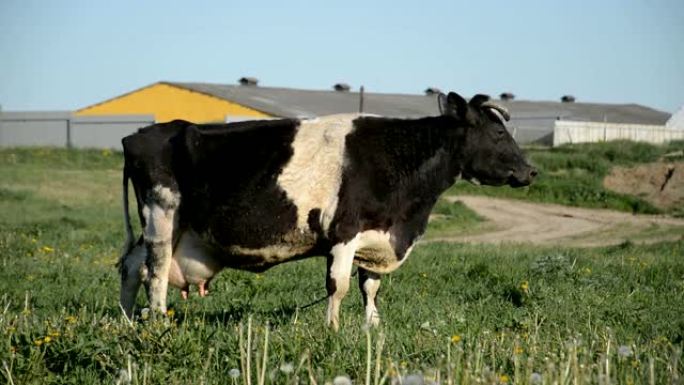 草地上的白俄罗斯奶牛