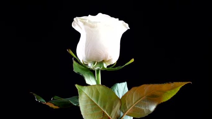 白玫瑰在黑色背景上旋转。爱的象征。情人节卡片设计。