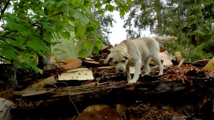 一只拉布拉多犬在森林里嗅探地面