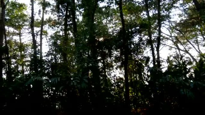 沿着绿树成荫的乡村道路行驶的镜头。阳光透过树林，一路上跟着车跑。