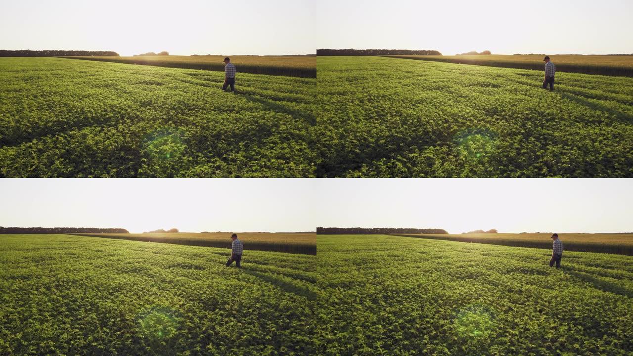 新鲜的绿色鹰嘴豆田。农民步行
