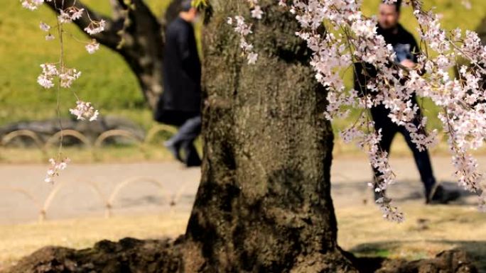 日本东京花园的樱花