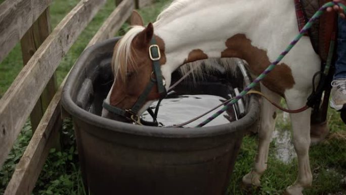 一匹白色和棕色的小马在牧场的带领下从牧场的水槽中喝水