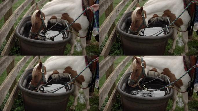 一匹白色和棕色的小马在牧场的带领下从牧场的水槽中喝水