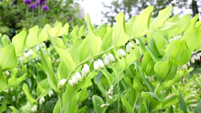 何首乌开花植物何首乌开花植物