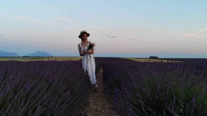 鸟瞰图的女性游客收集花在紫色薰衣草田在晚上时间在普罗旺斯乡村。