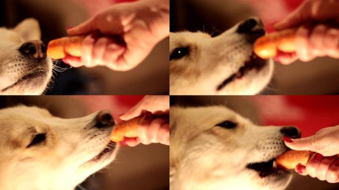 狗小心地从手中拿走食物 (胡萝卜)