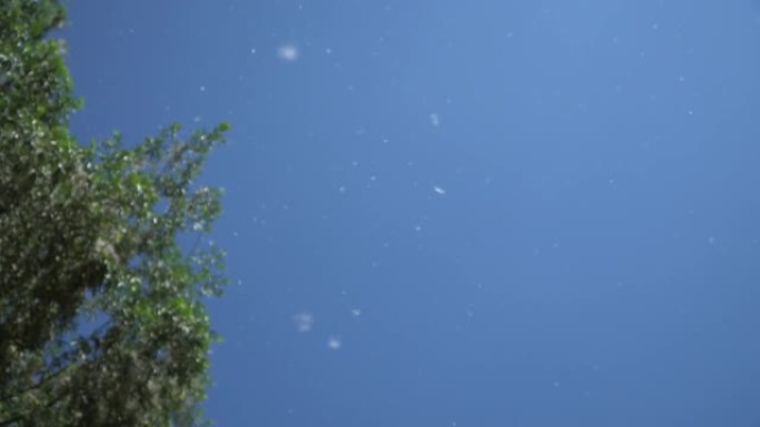 白杨绒毛。绒毛从白杨树的树枝上飞来，在明亮的蓝天上云云。过敏季节的开始。4k