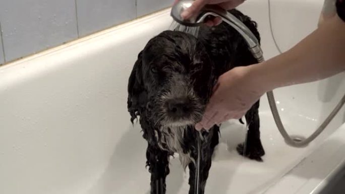 黑白狗在明亮的家庭浴室里洗女人。她用淋浴从狗的长卷发上洗去洗发水。狗耐心地站在浴缸里。侧视图。4K。