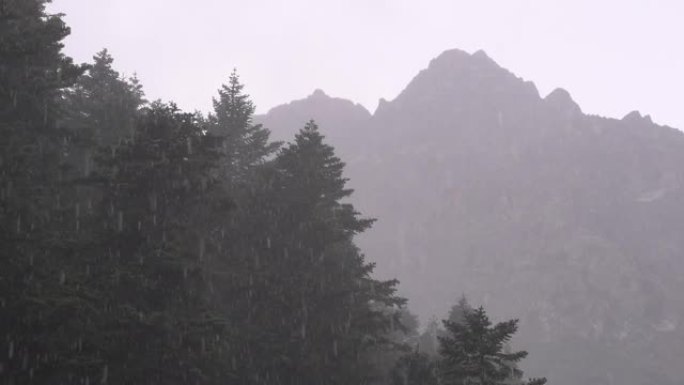 在Artvin的Kackar山和Alaca野生生物山上降下了雪和雨。野生生物的壮观视频。(各种美丽的