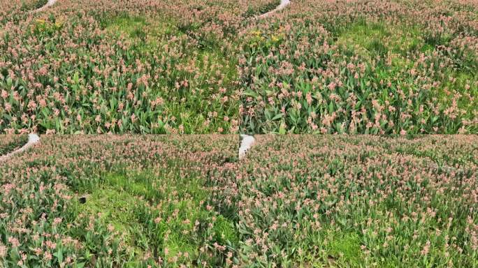 深圳观澜河湿地公园航拍
