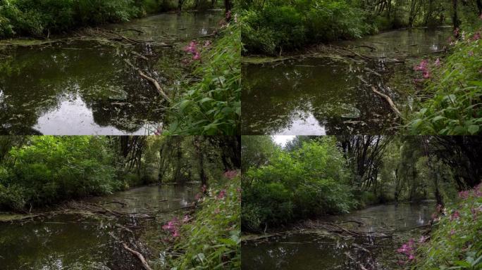 森林河，被倒下的树枝堵塞