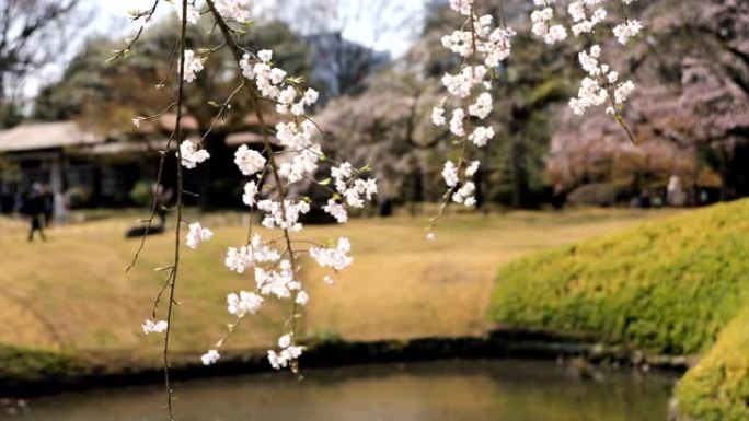 日本东京花园的樱花