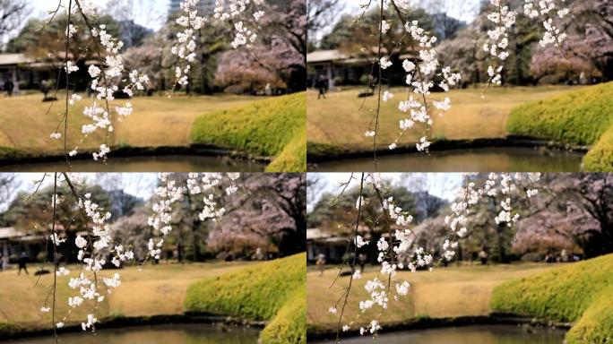 日本东京花园的樱花