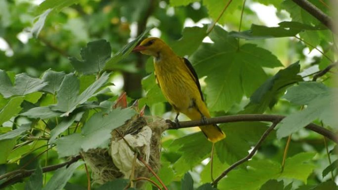 金黄鹂的幼鸟 (鸡) 坐在绿色森林中枫树树枝上的巢中。雌性金黄鹂用脂肪的catterpillar喂养