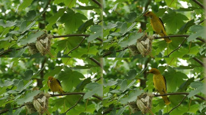 金黄鹂的幼鸟 (鸡) 坐在绿色森林中枫树树枝上的巢中。雌性金黄鹂用脂肪的catterpillar喂养