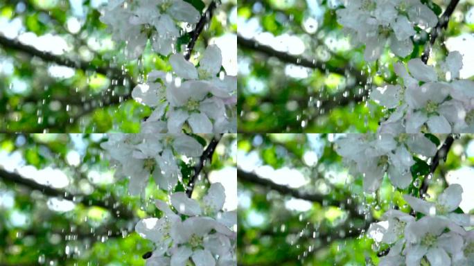 雨中有花的苹果树枝。慢动作。春天花园苹果树开花的特写镜头。浅底。