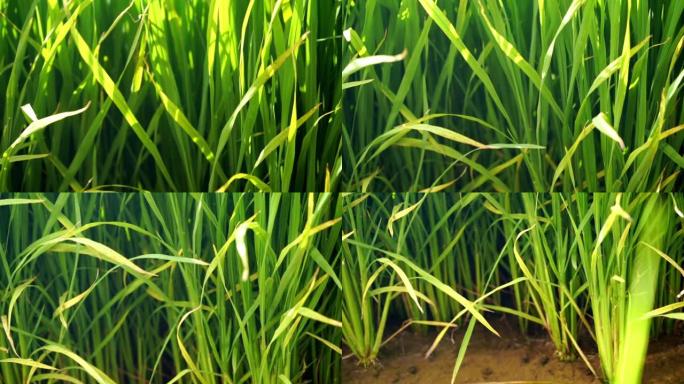 近距离观察土壤和水的水稻植物