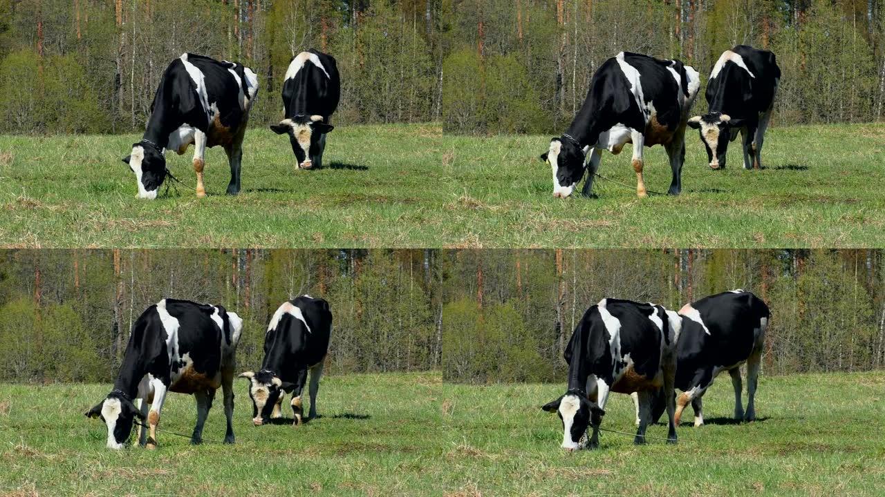 带有白色斑点的黑种牛在田间吃草。