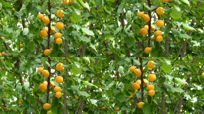 杏树，成熟杏，天然杏，叶间杏