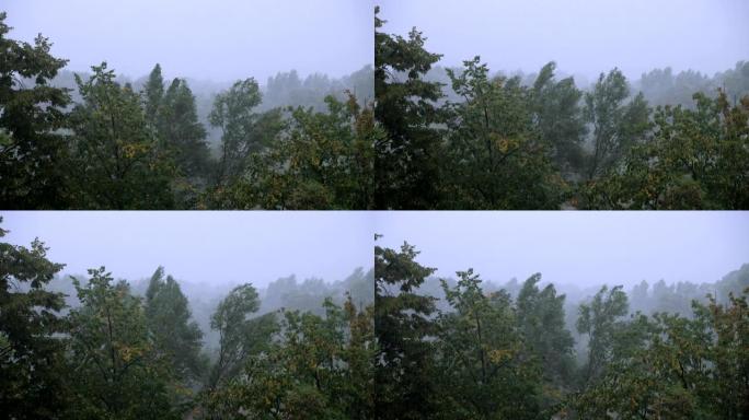 大雨和强风时吹树。恶劣的天气和暴风雨