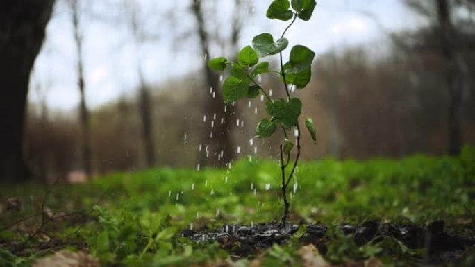 在花园里种植后给一棵小树浇水