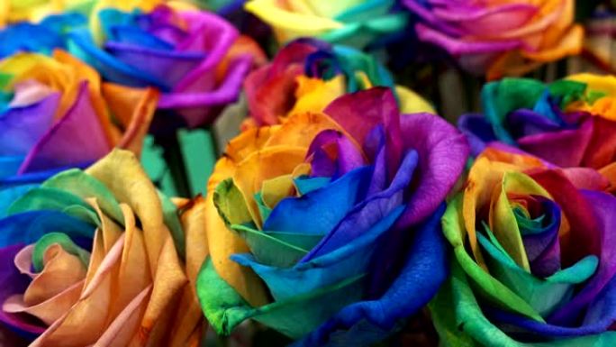 玫瑰的五彩彩虹色作为背景